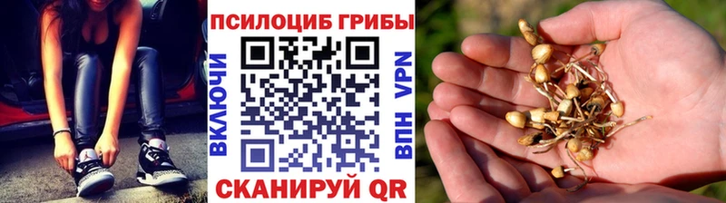 Купить где  Кремёнки  Галлюциногенные грибы Psilocybe 